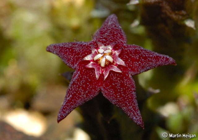 Australluma ubomboensis