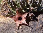 Huernia hislopii subsp. hislopii
