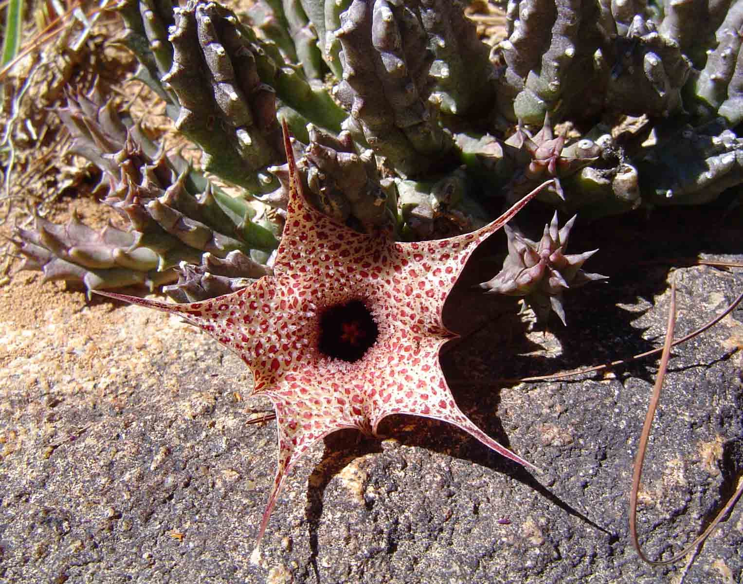 Huernia hislopii subsp. hislopii