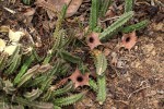 Huernia hislopii subsp. hislopii