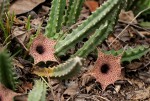 Huernia hislopii subsp. hislopii