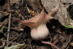 Huernia hislopii subsp. hislopii