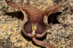 Huernia hislopii subsp. hislopii