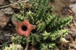 Huernia hislopii subsp. hislopii