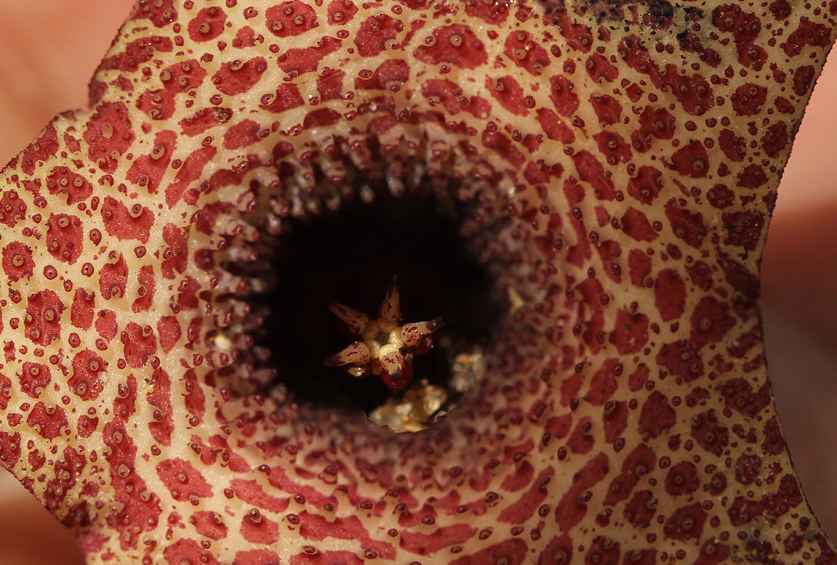 Huernia hislopii subsp. hislopii