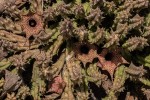 Huernia hislopii subsp. hislopii