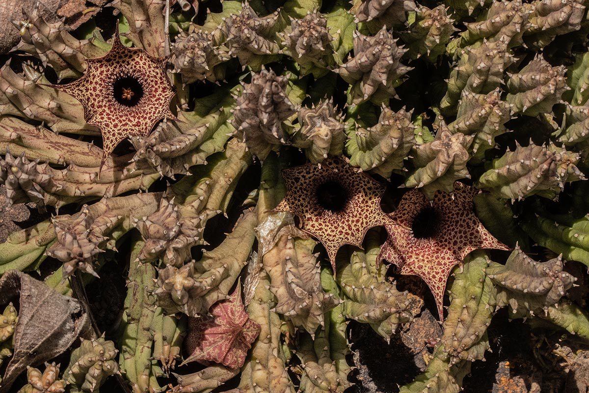 Huernia hislopii subsp. hislopii