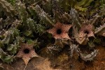 Huernia hislopii subsp. hislopii