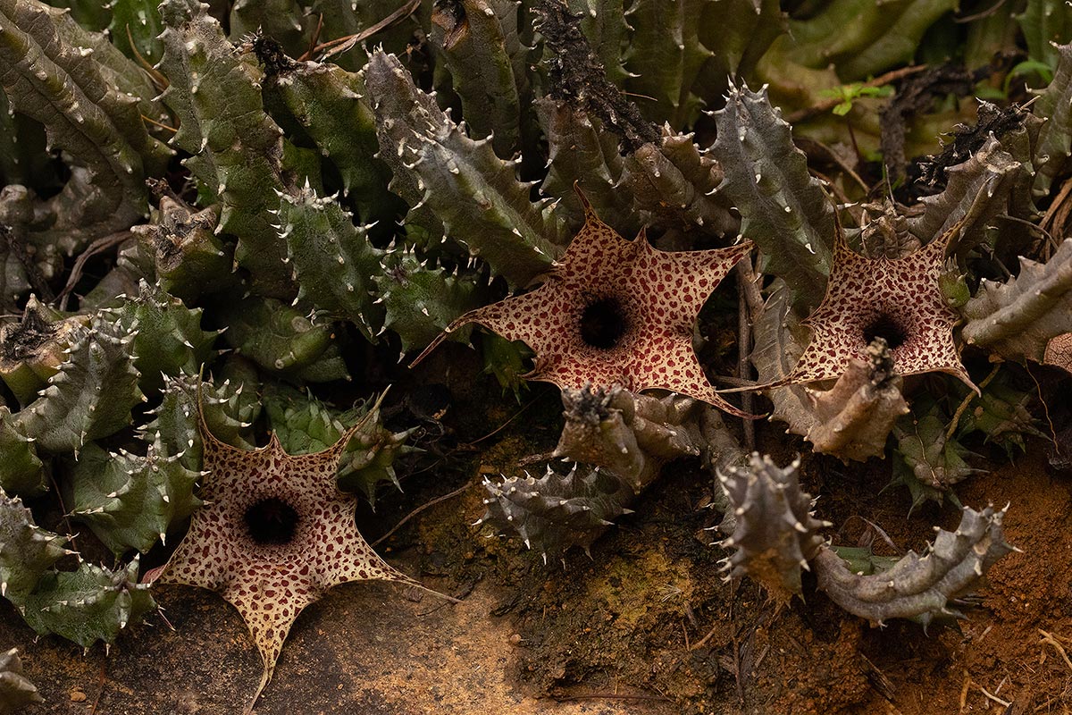 Huernia hislopii subsp. hislopii