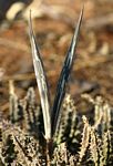 Huernia hislopii subsp. hislopii