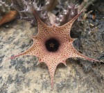Huernia hislopii subsp. hislopii