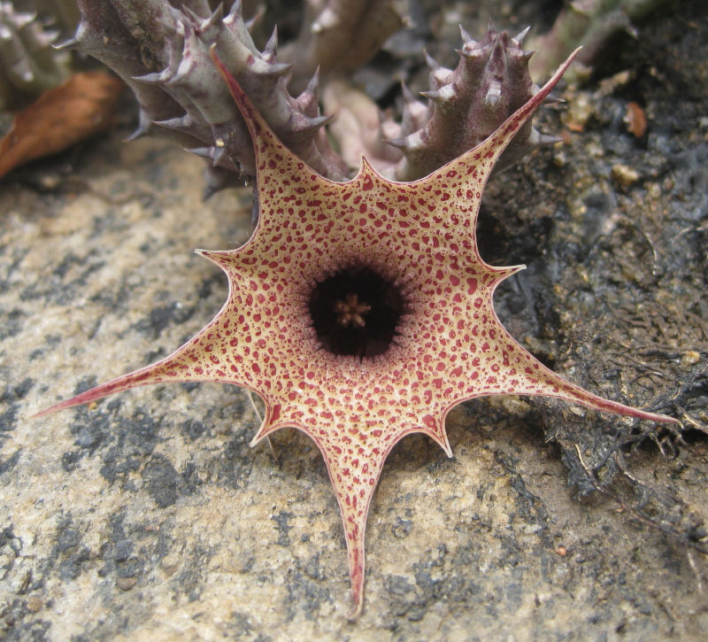 Huernia hislopii subsp. hislopii