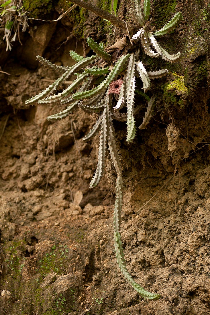 Huernia hislopii subsp. hislopii