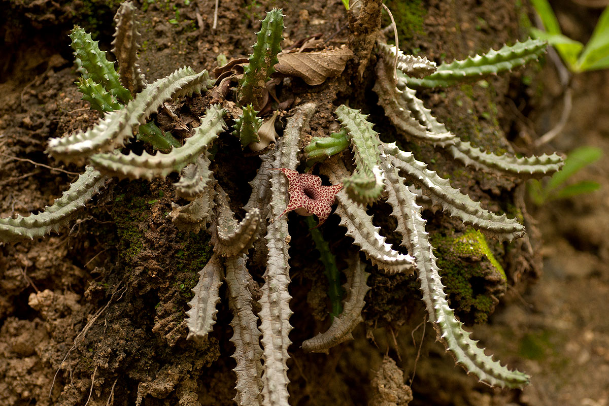 Huernia hislopii subsp. hislopii