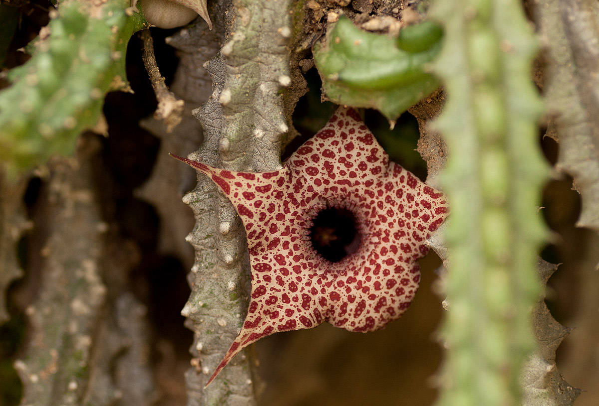 Huernia hislopii subsp. hislopii