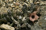 Huernia hislopii subsp. hislopii