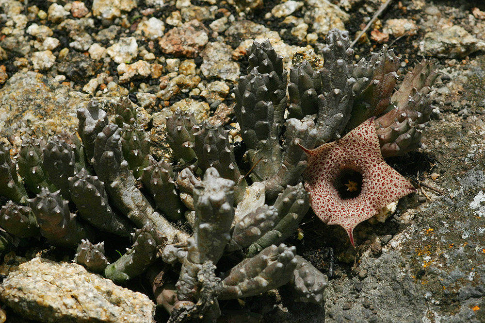 Huernia hislopii subsp. hislopii
