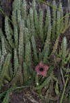 Huernia hislopii subsp. hislopii
