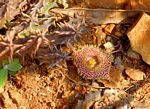 Huernia hystrix var. hystrix