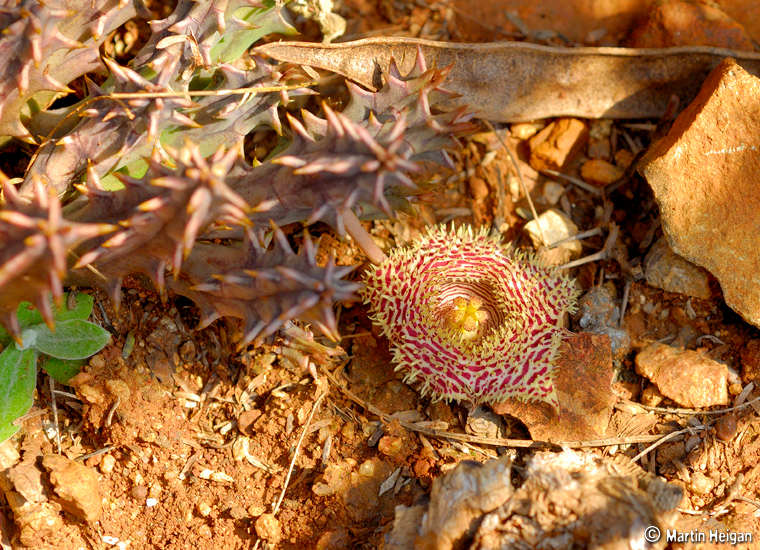Huernia hystrix var. hystrix