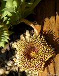 Huernia hystrix var. hystrix