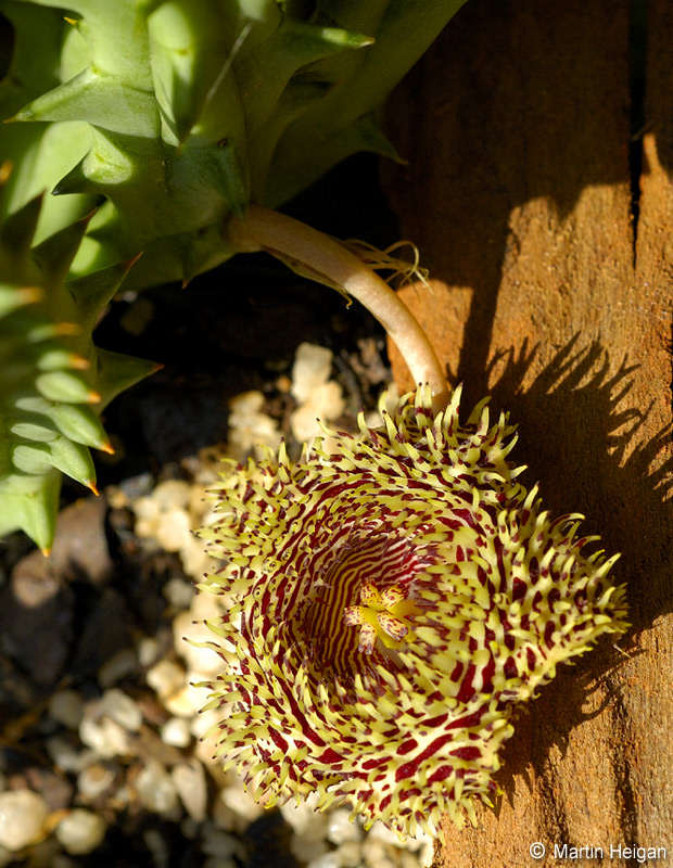 Huernia hystrix var. hystrix