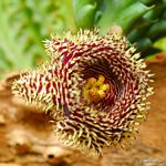 Huernia hystrix var. hystrix