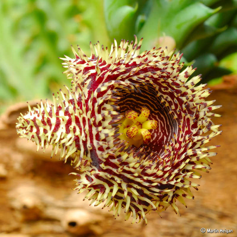 Huernia hystrix var. hystrix