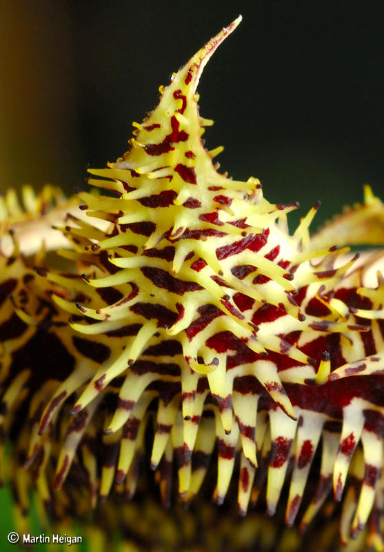 Huernia hystrix var. hystrix