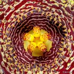 Huernia hystrix var. hystrix