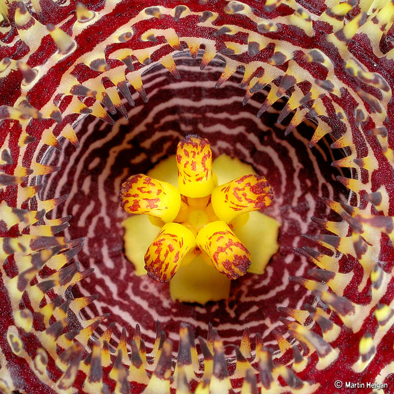 Huernia hystrix var. hystrix