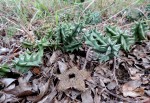 Huernia hystrix var. hystrix