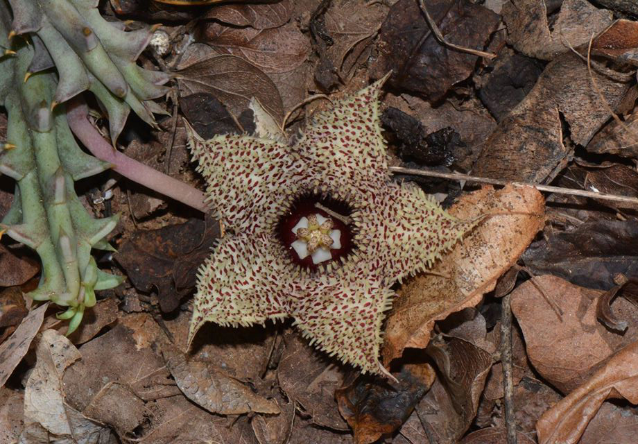 Huernia hystrix var. hystrix