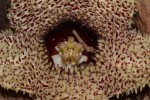 Huernia hystrix var. hystrix