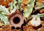 Huernia kirkii