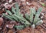 Huernia kirkii