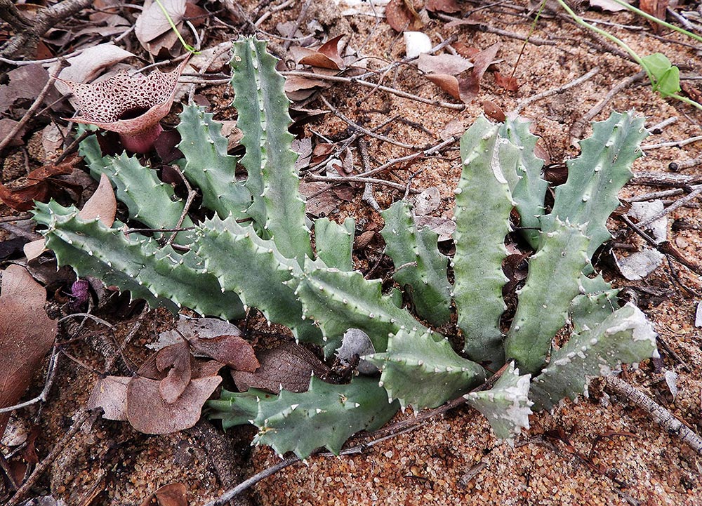 Huernia kirkii