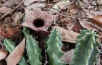 Huernia kirkii