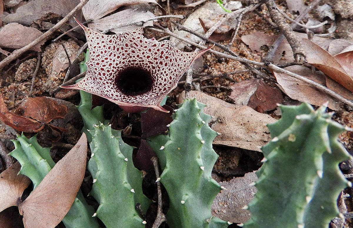 Huernia kirkii
