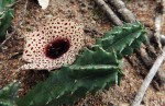 Huernia kirkii