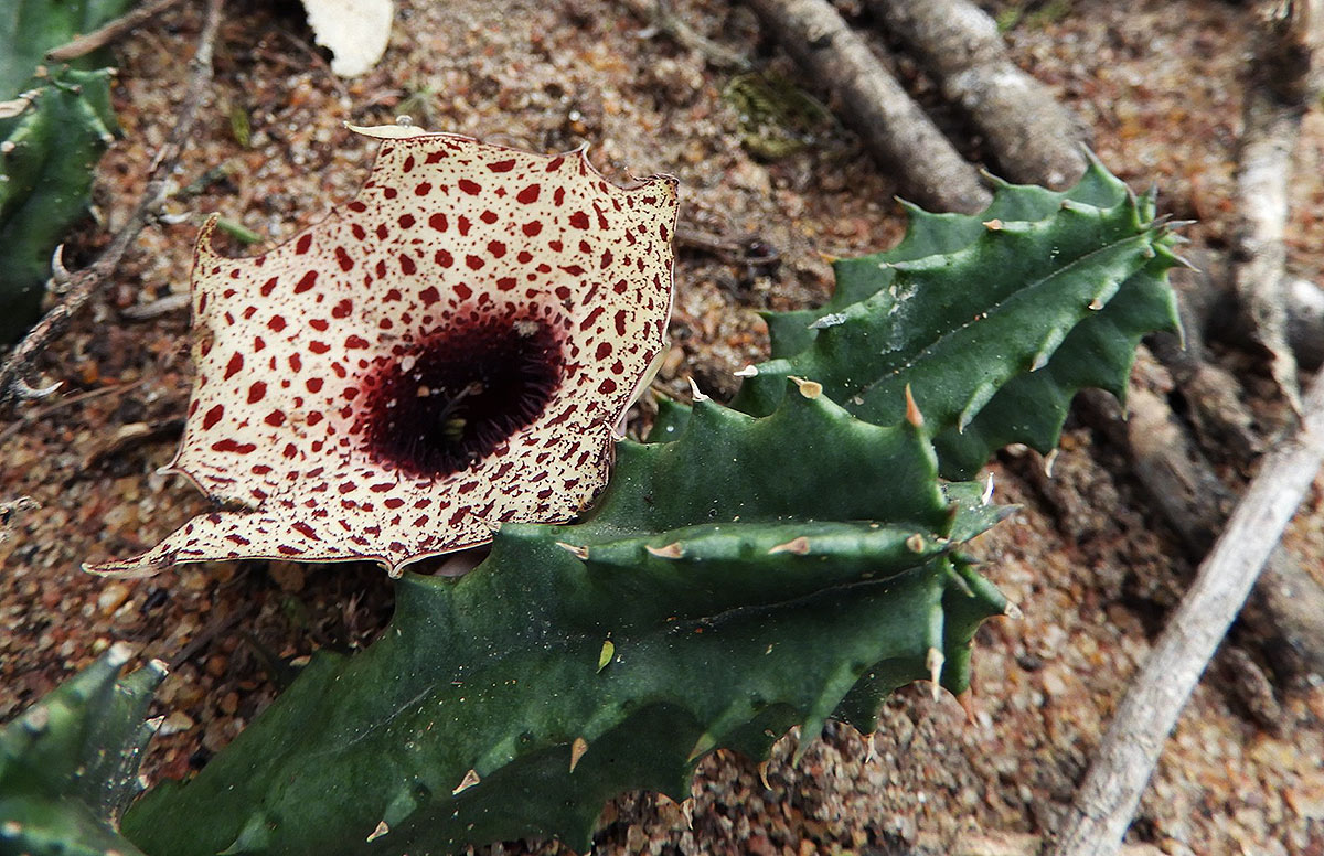 Huernia kirkii