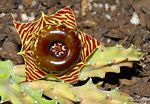Huernia zebrina subsp. zebrina