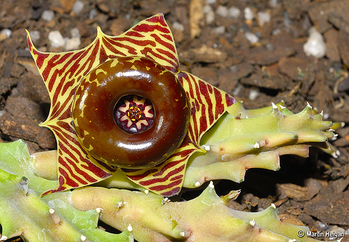 Huernia zebrina subsp. zebrina