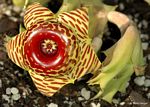 Huernia zebrina subsp. zebrina