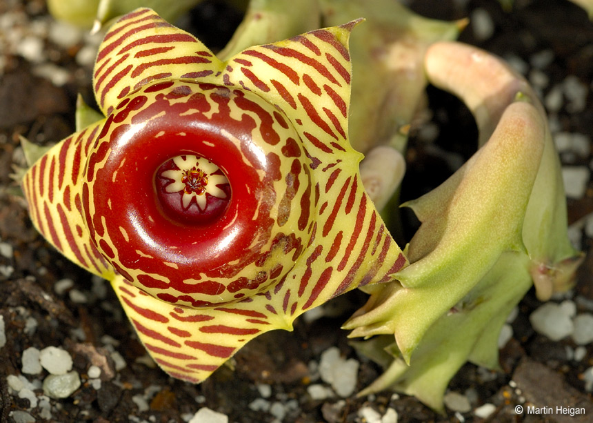 Huernia zebrina subsp. zebrina