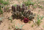Huernia zebrina subsp. zebrina