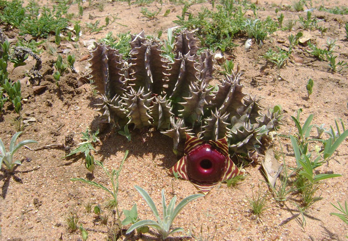 Huernia zebrina subsp. zebrina