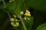 Marsdenia sylvestris