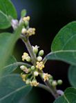 Marsdenia sylvestris