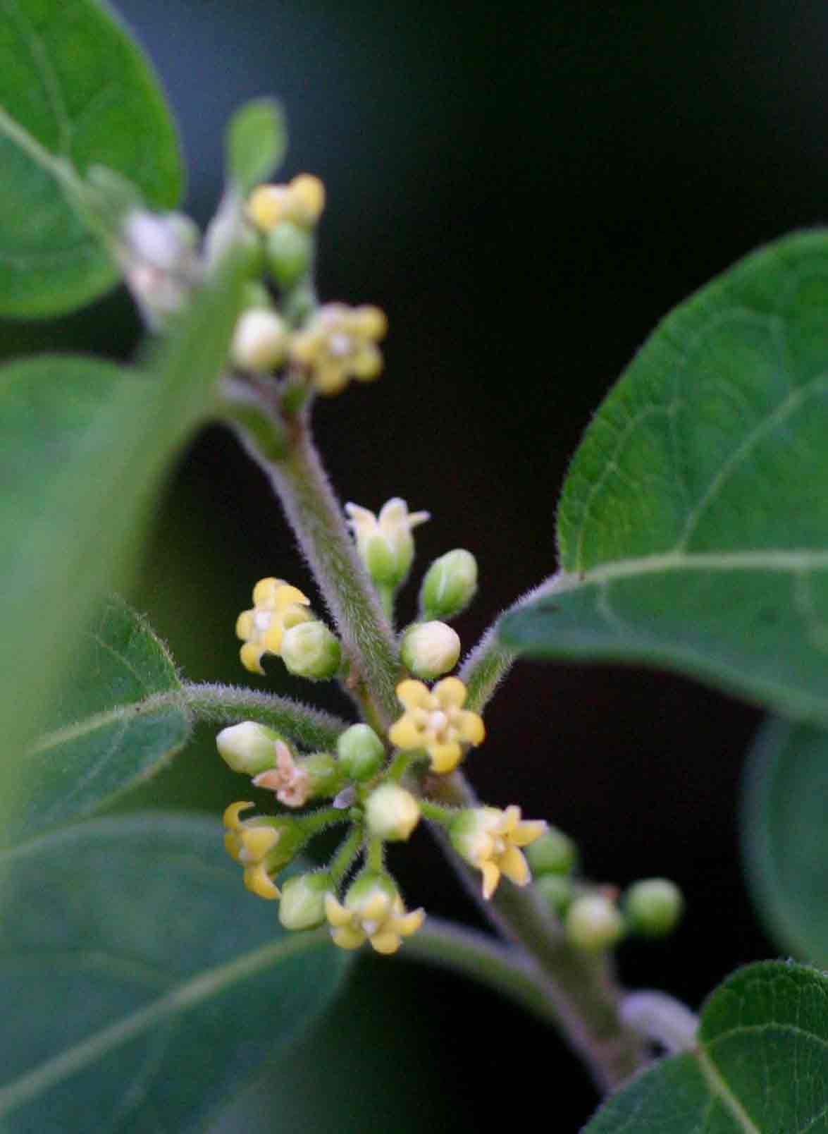 Marsdenia sylvestris